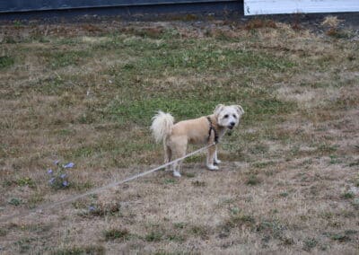 Kiska walks at Portland.